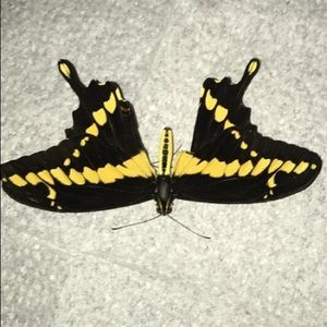 Meet your Posher, Esmeralda